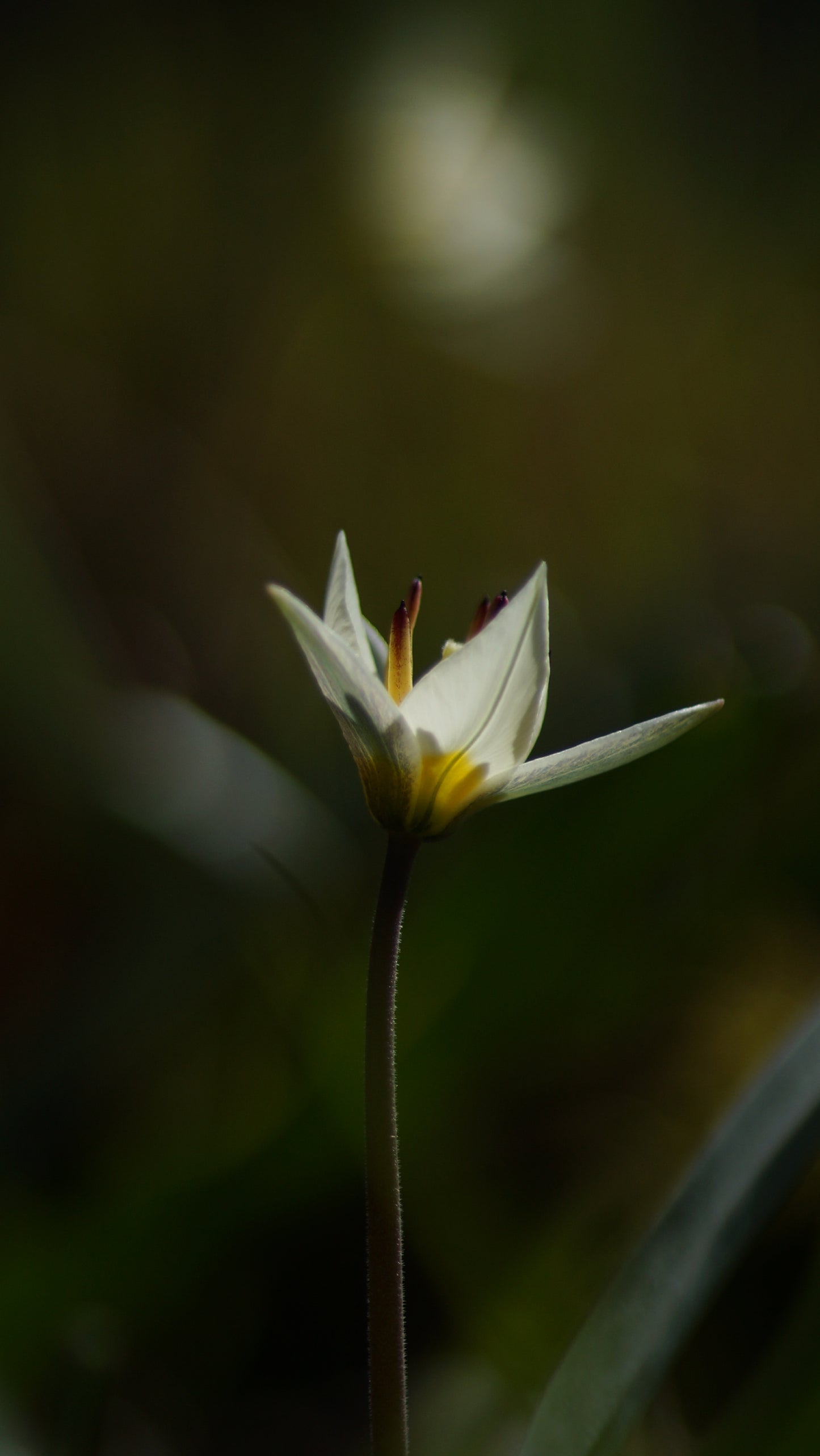 Tulipa turkestanica - Turkestanisches Tulpe