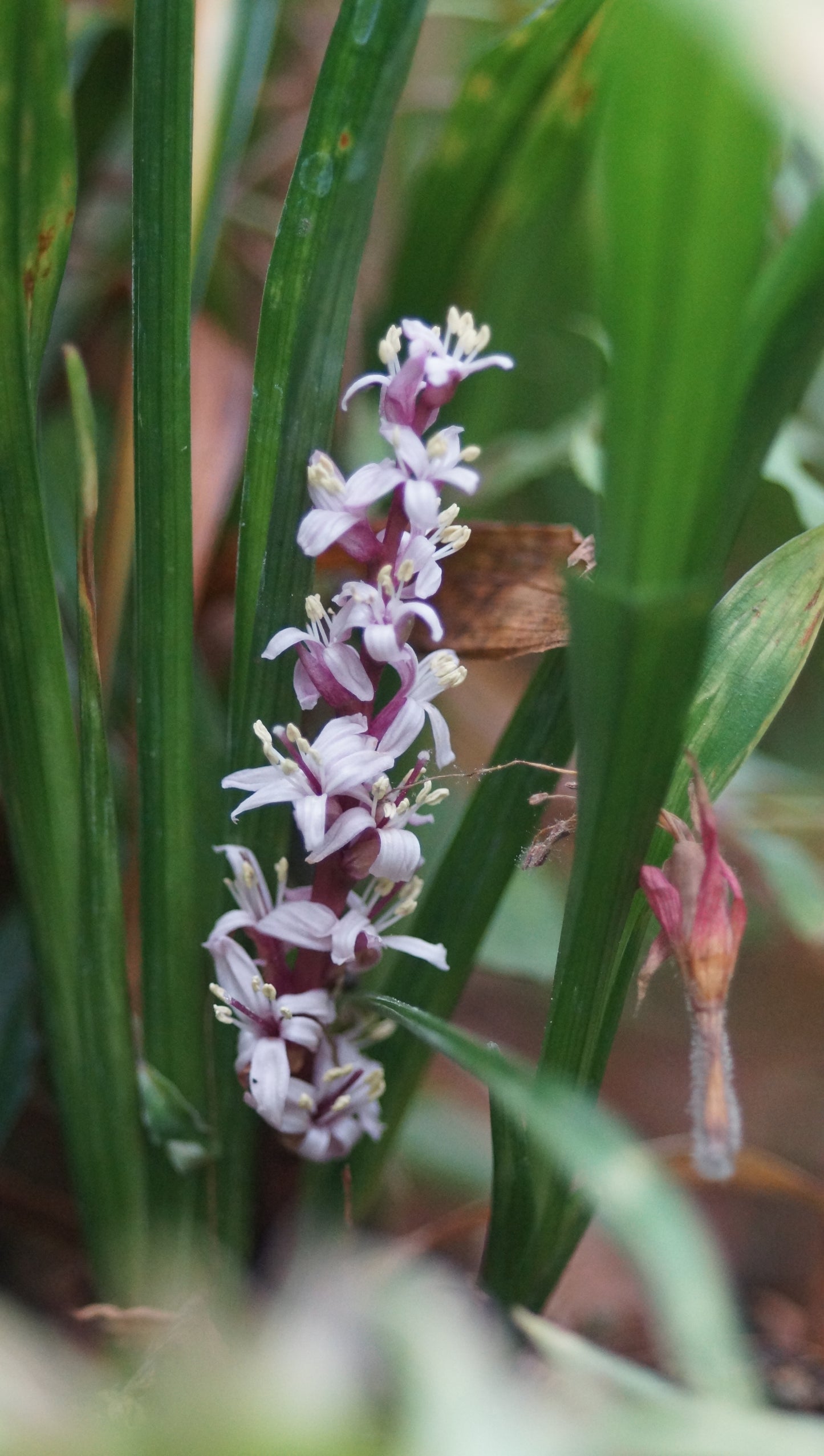 Reineckea carnea - Reineckea carnea