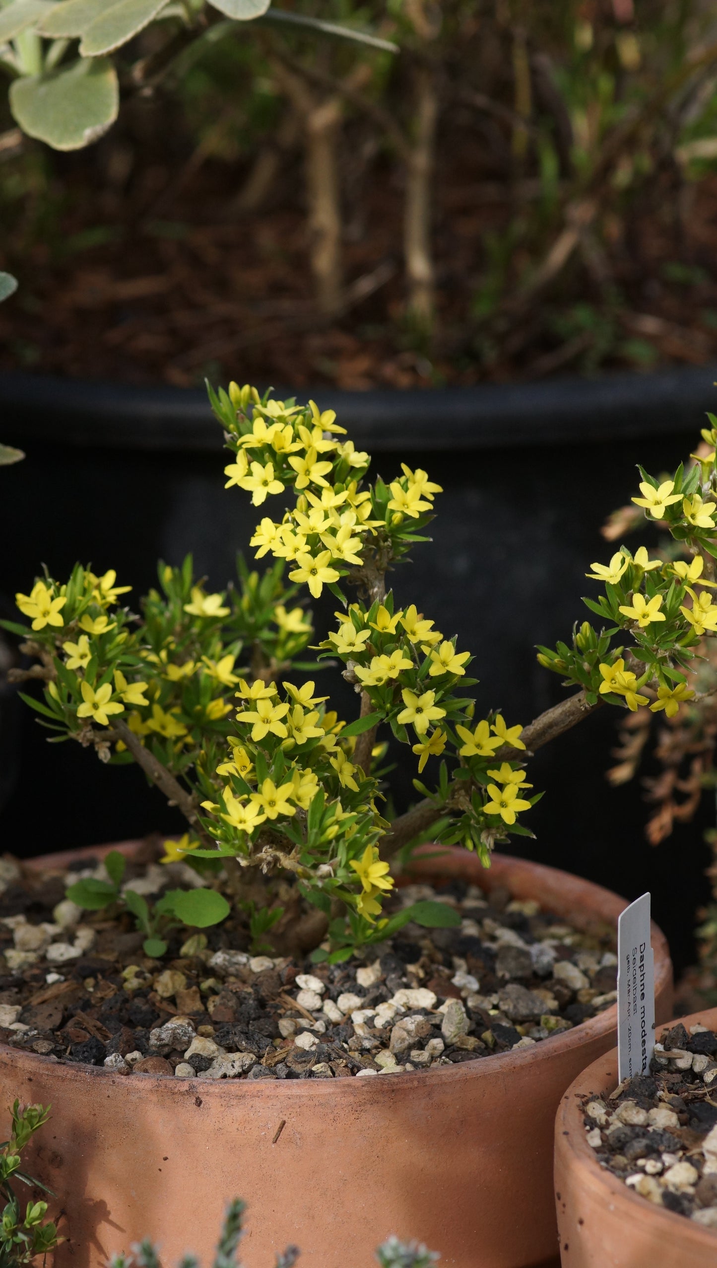 Daphne modesta - Yunnan-Felsen-Seidelbast