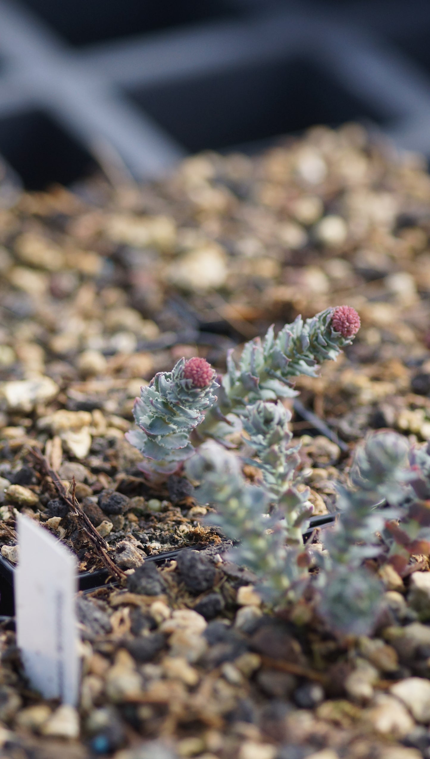 Rhodiola rosea var. asiatica - Rosenwurz