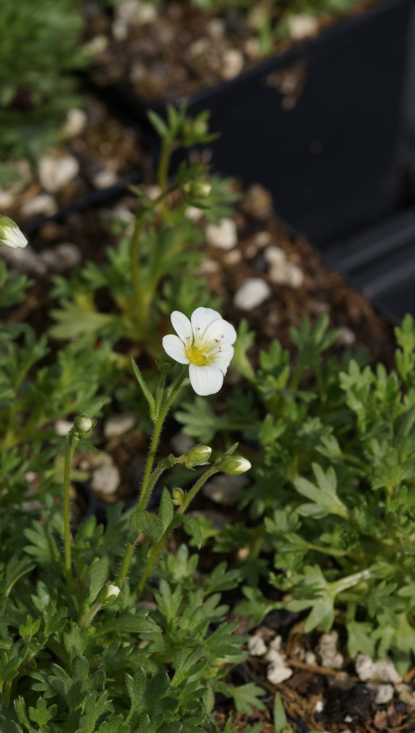 Saxifraga x arendsii 'Schneeteppich' - Moos-Steinbrech