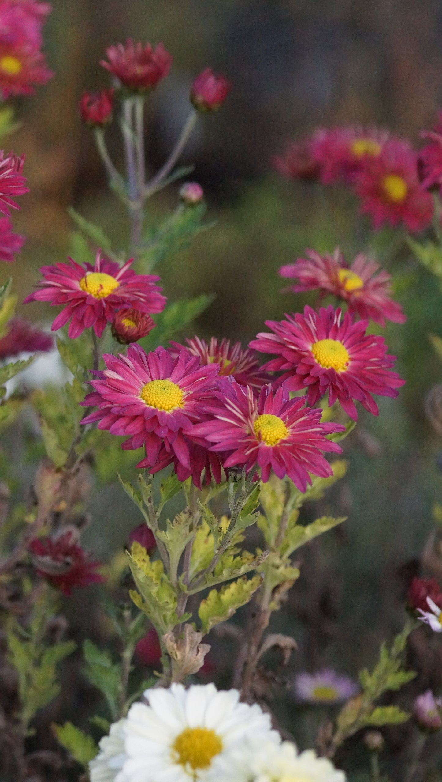 Chrysanthemum Indicum-Hybride 'Unterwalden' - Herbst-Chrysantheme