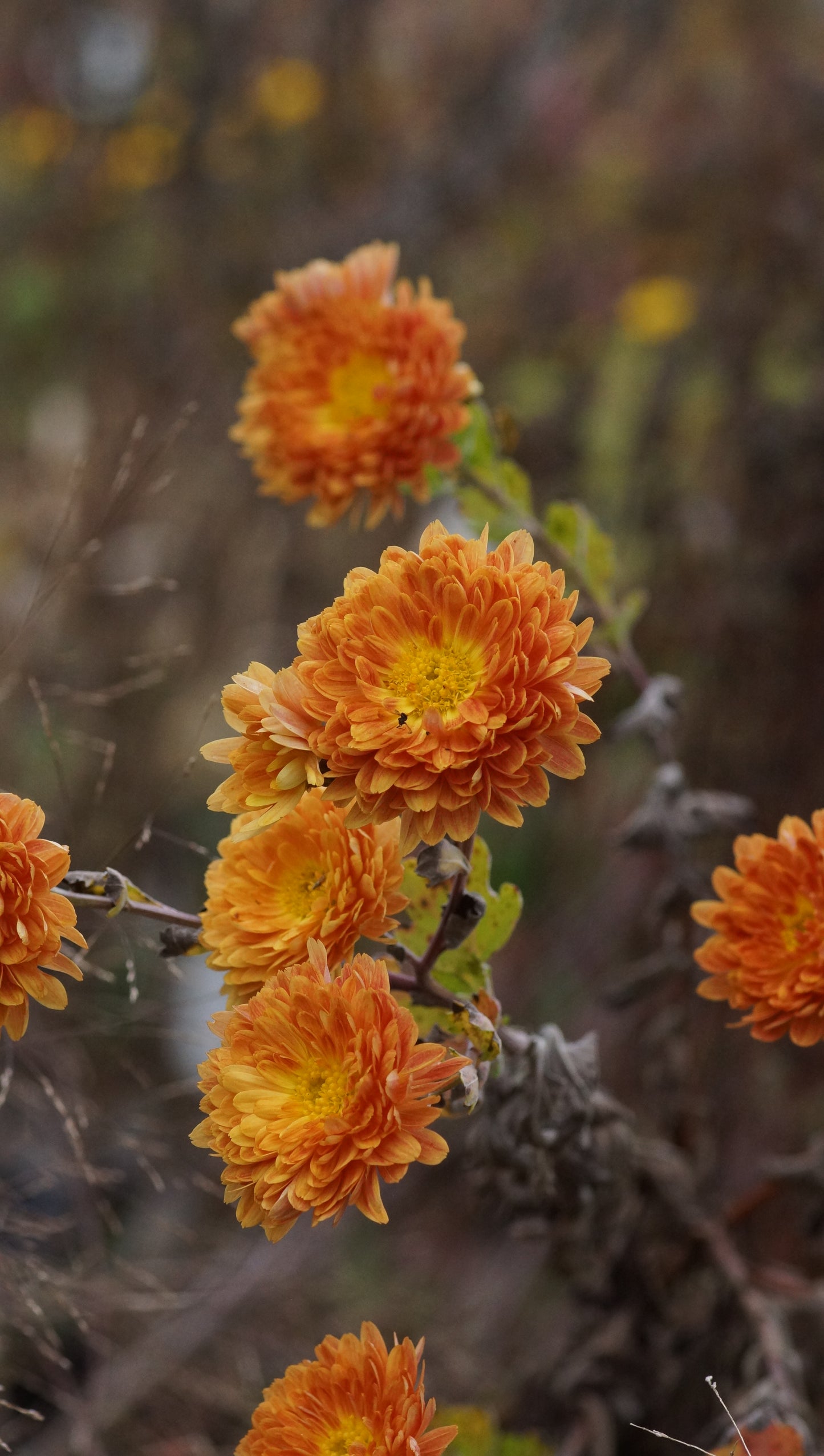Chrysanthemum Indicum-Hybride 'Vreneli' - Herbst-Chrysantheme