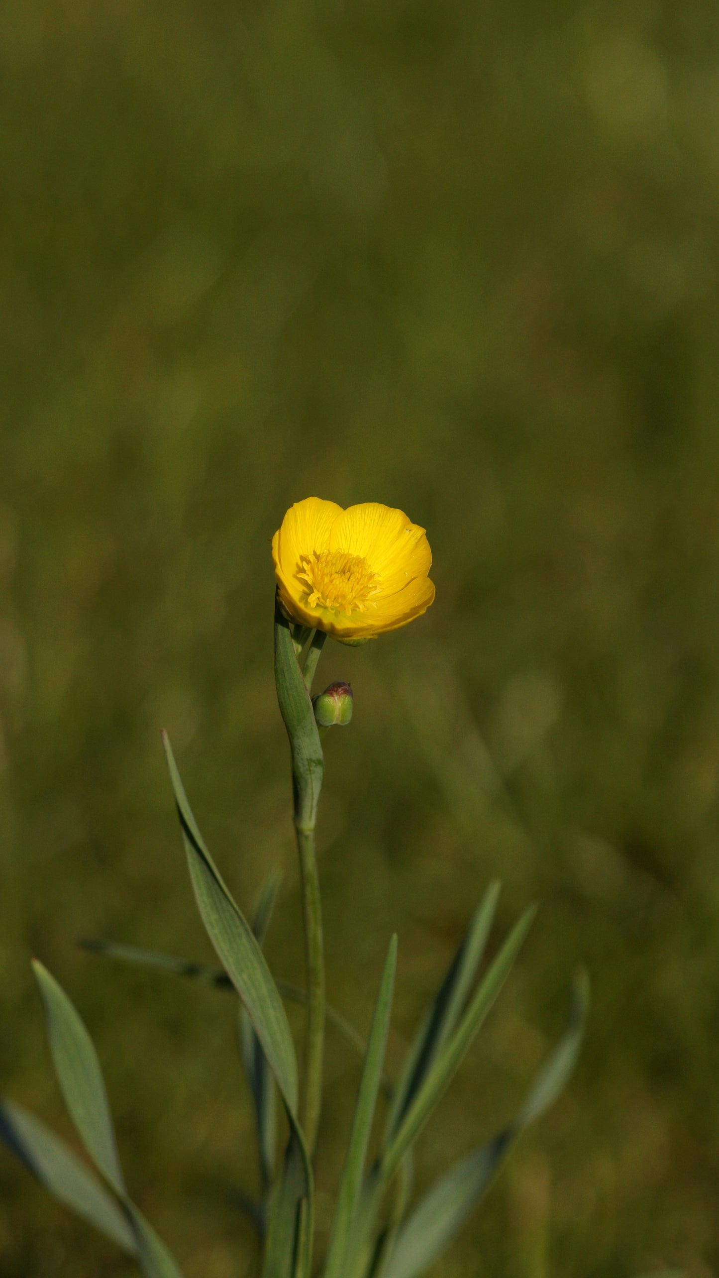 Ranunculus gramineus - Grasblättriger Hahnenfuss
