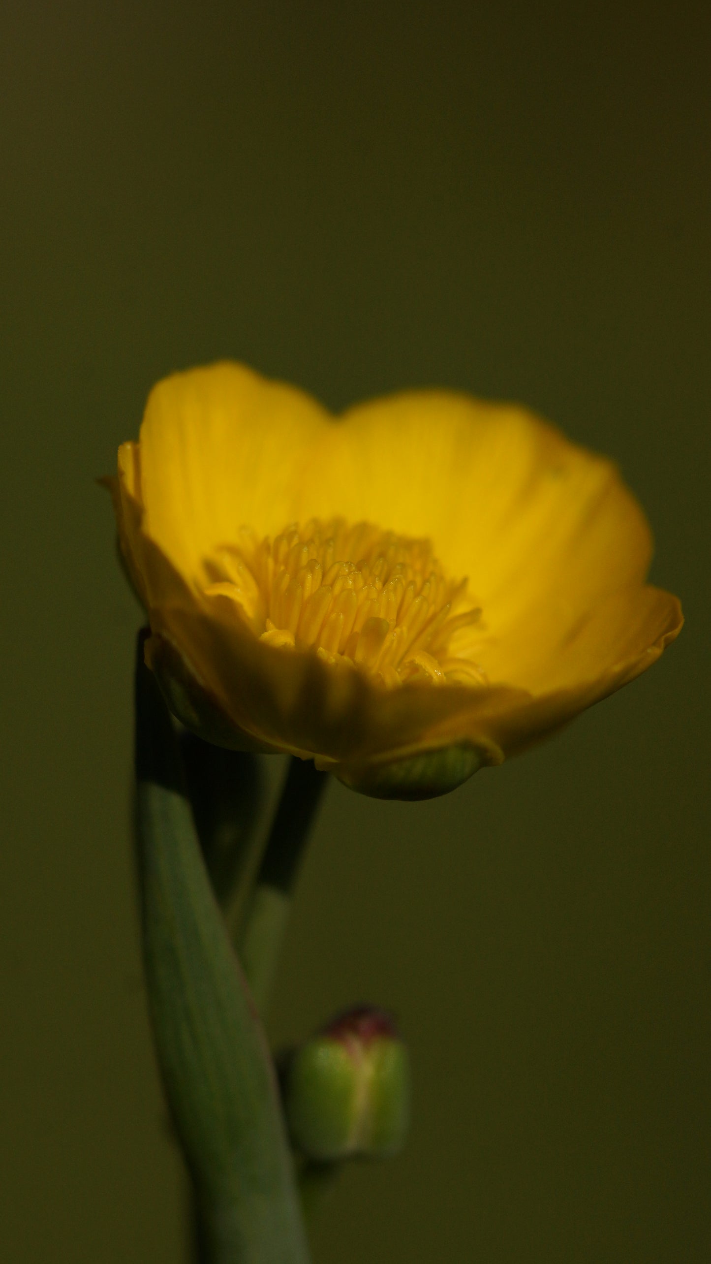 Ranunculus gramineus - Grasblättriger Hahnenfuss