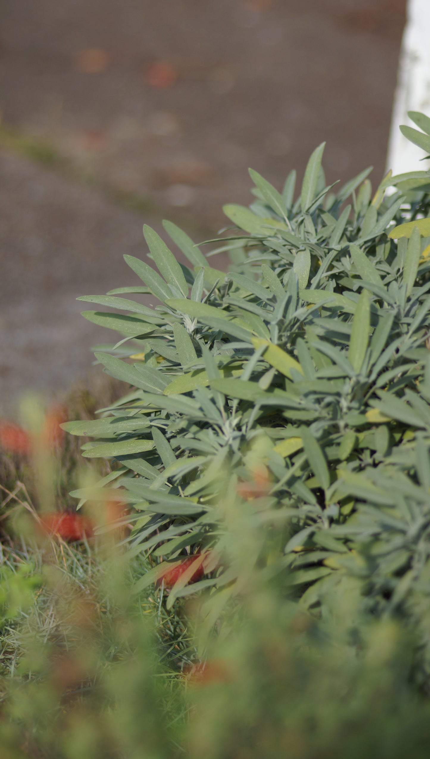 Salvia lavandulifolia - Lavendelblättriger Salbei