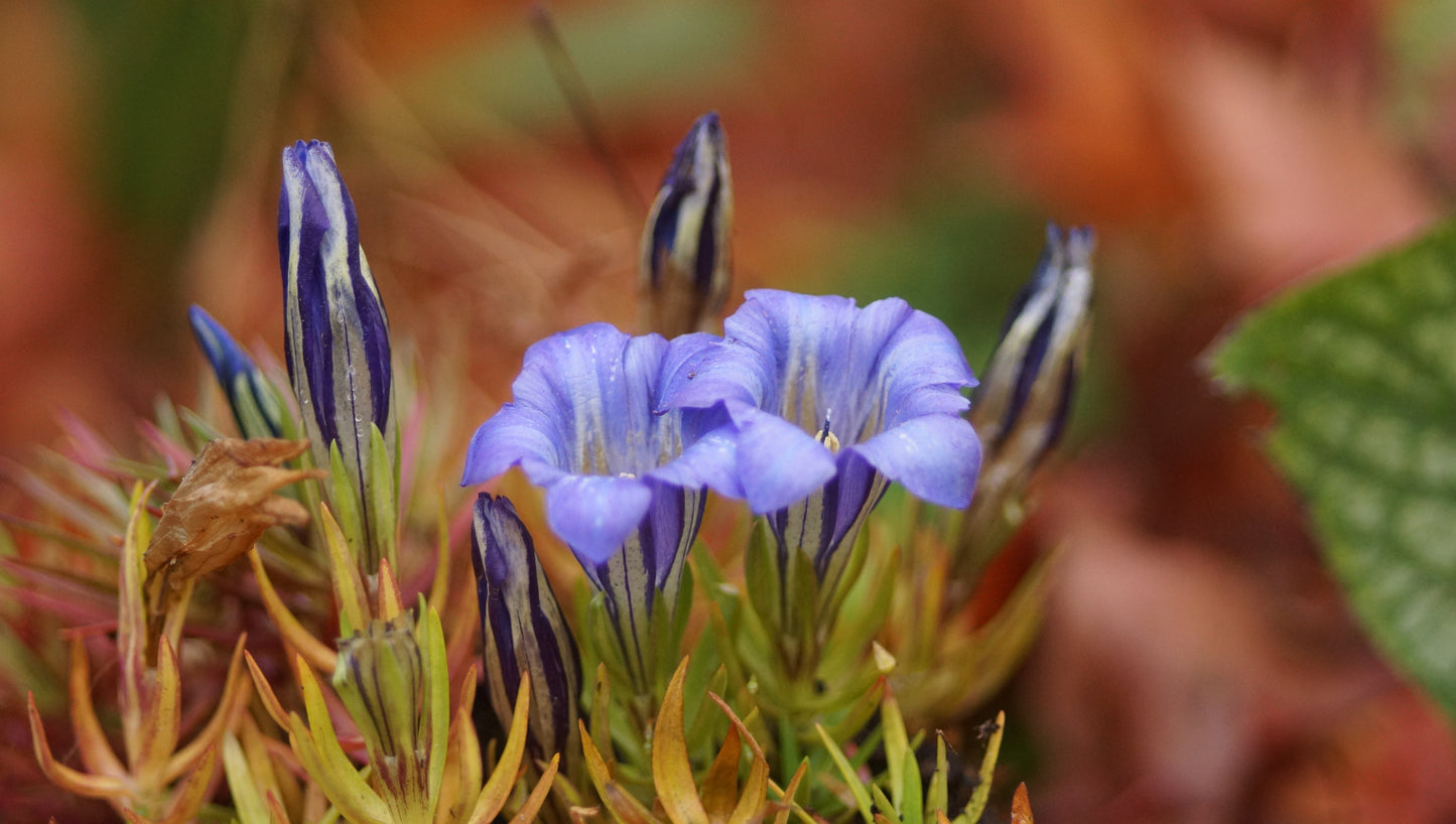 Gentiana sino-ornata 'Berrybank Sky' - Chinesischer Herbst-Enzian