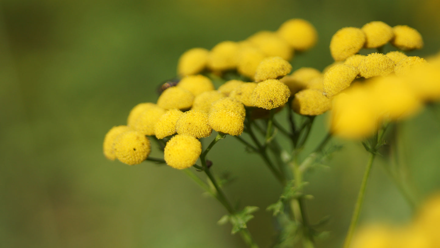 Tanacetum vulgare - Rainfarn