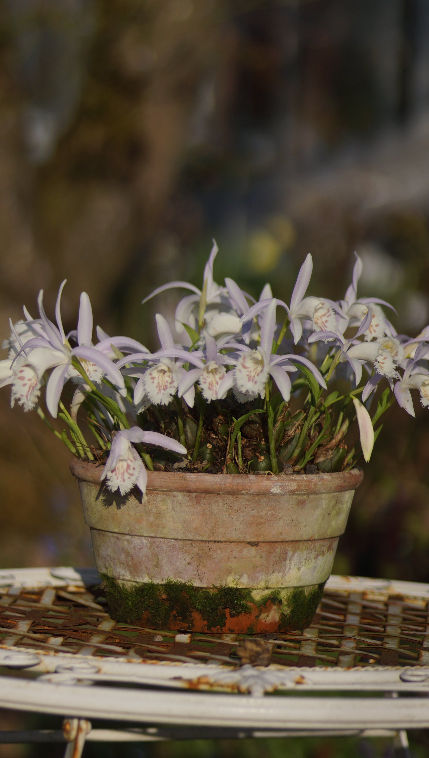 Pleione formosana 'Light' - Tibetorchidee