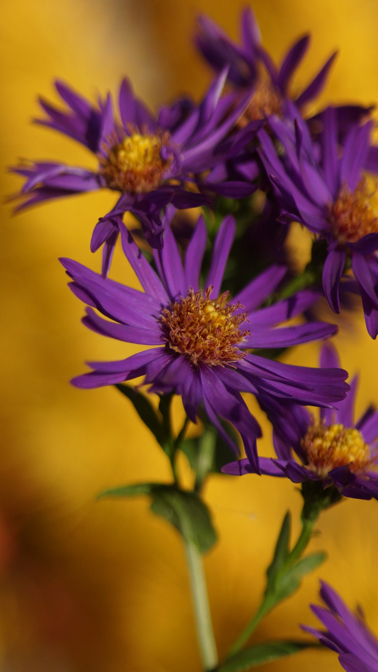 Aster Laevis-Hybride 'Orpheus' - Glatte Aster