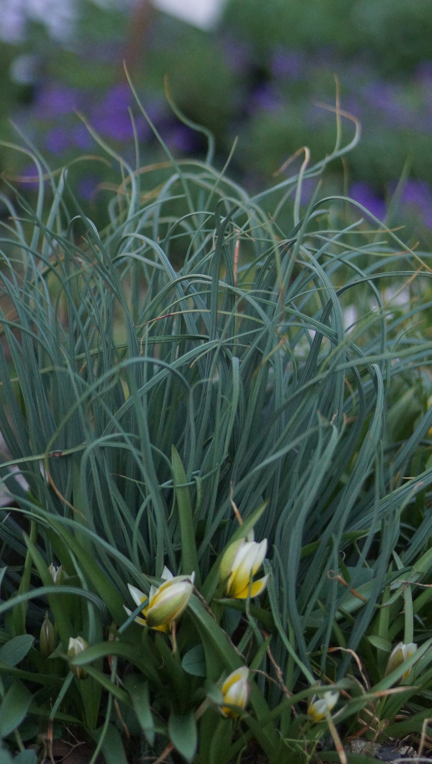 Asphodeline lutea - Junkerlilie