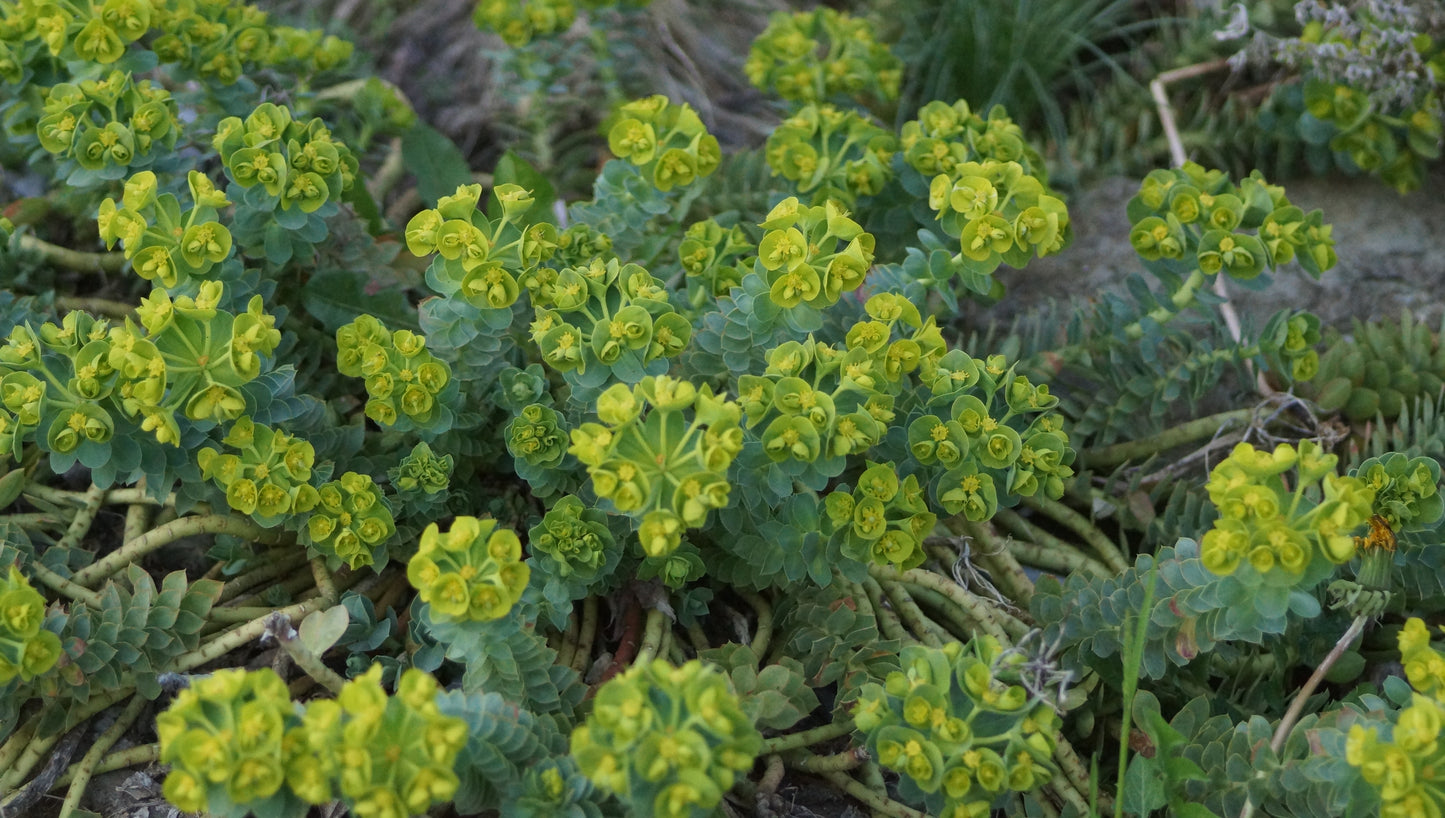 Euphorbia myrsinites - Walzen-Wolfsmilch