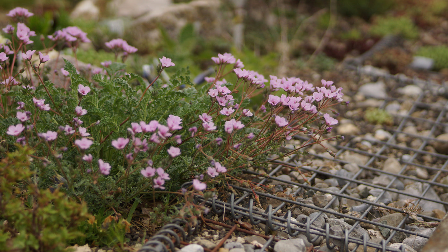 Erodium gissardii - Reiherschnabel