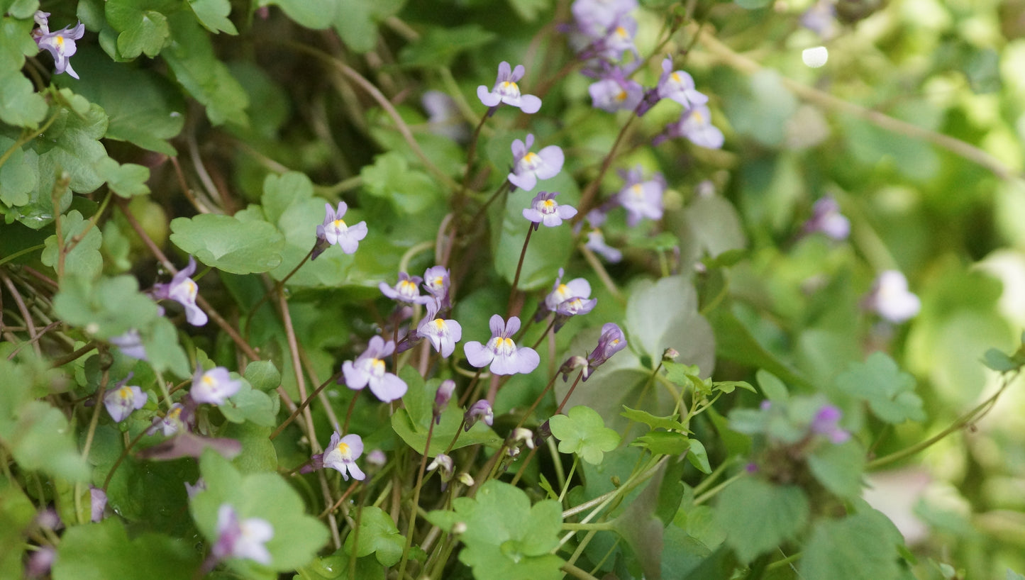 Cymbalaria muralis - Zimbelkraut