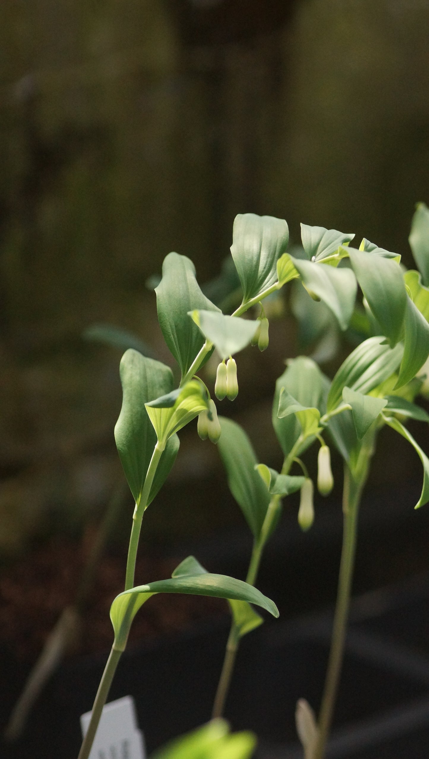 Polygonatum x hybridum 'Weihenstephan' - Hohes Salomonssiegel