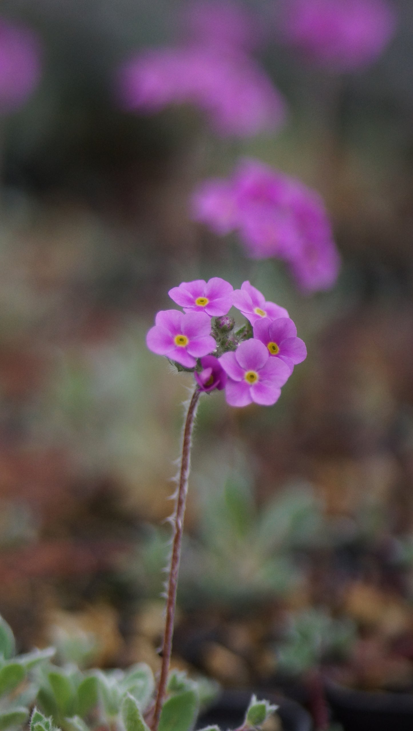 Androsace sarmentosa - Himalaya-Mannsschild