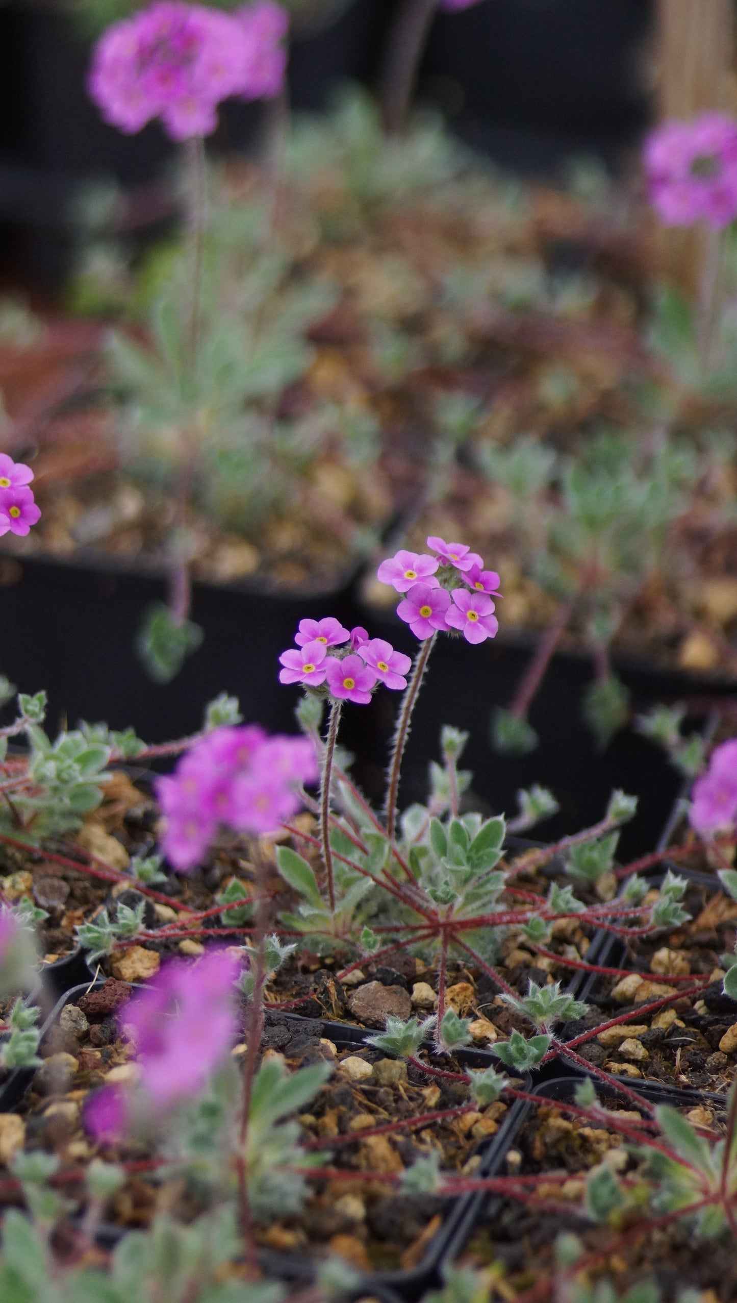 Androsace sarmentosa - Himalaya-Mannsschild
