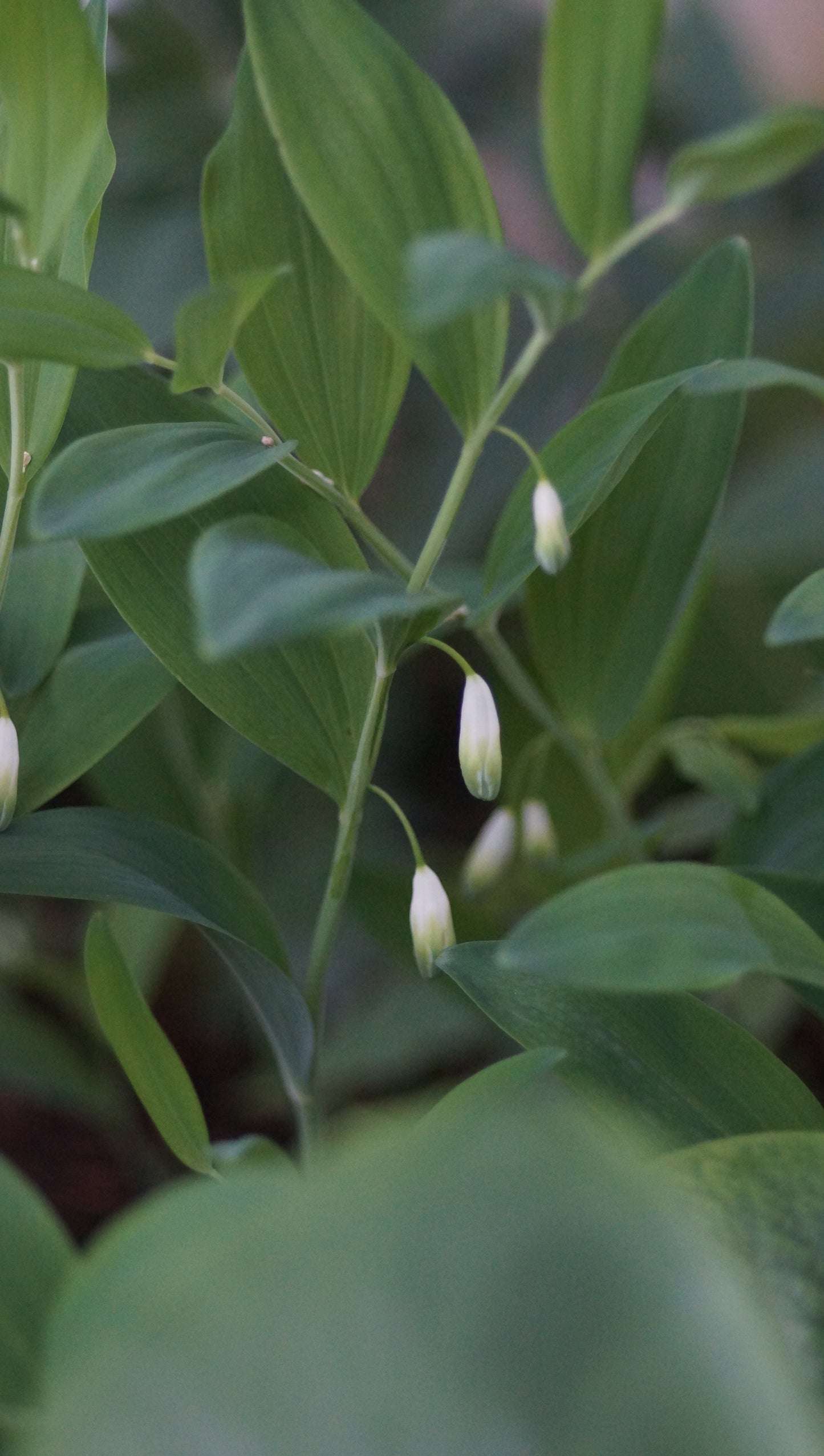 Polygonatum odoratum 'Flore Pleno' - Gefülltblühendes Salomonssiegel