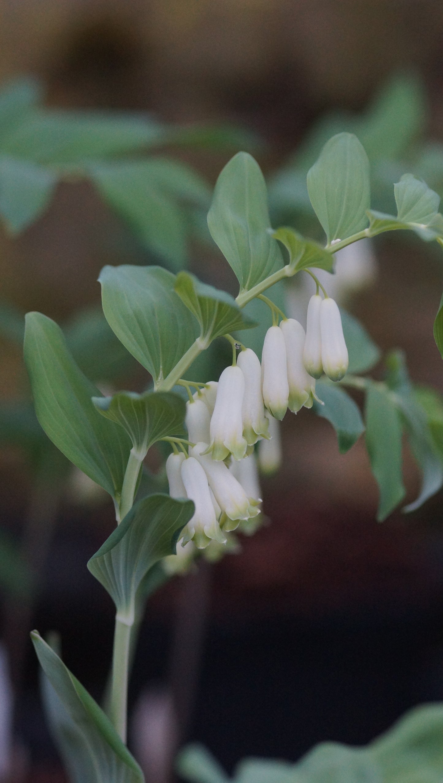 Polygonatum x hybridum 'Weihenstephan' - Hohes Salomonssiegel