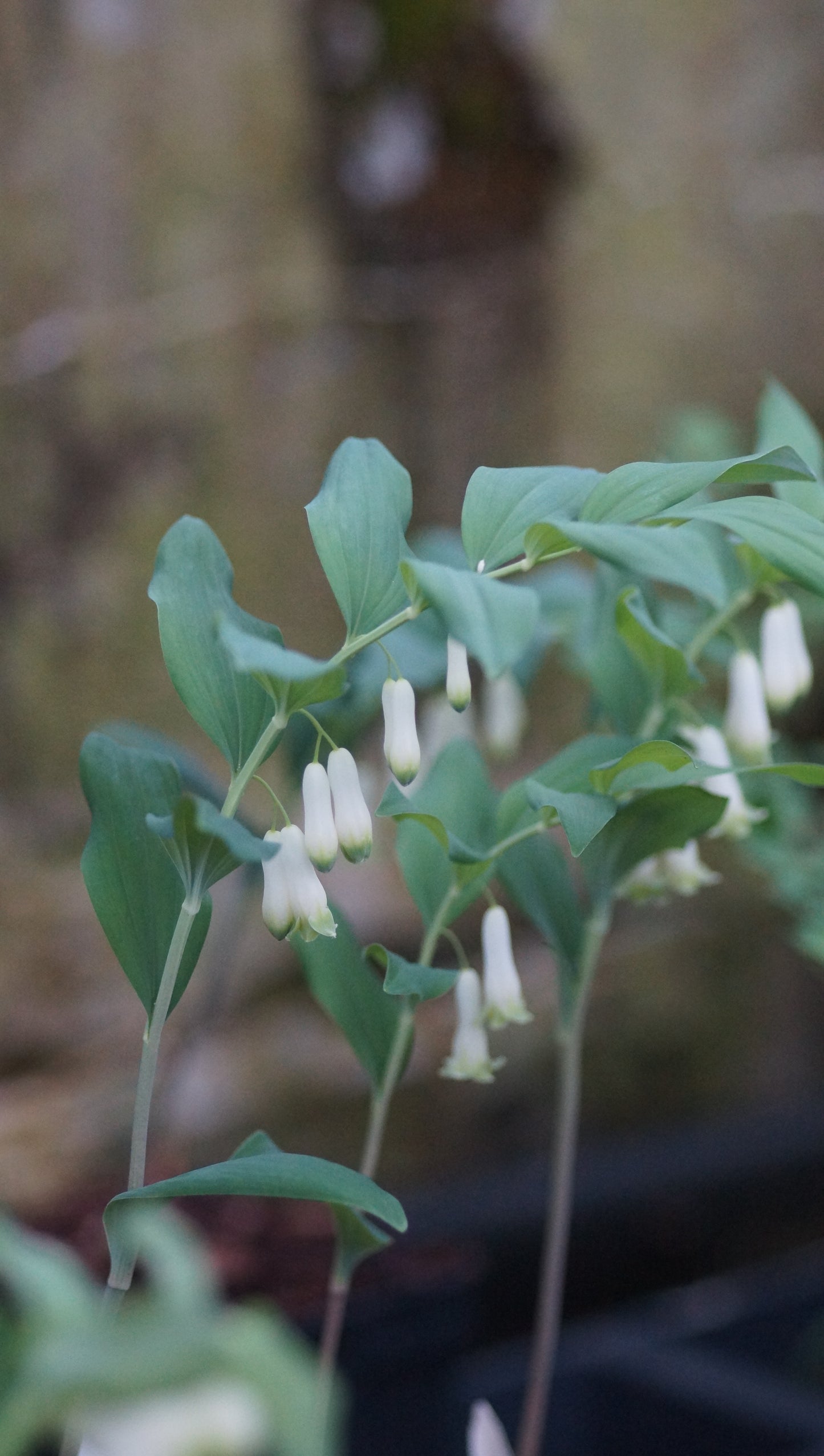 Polygonatum x hybridum 'Weihenstephan' - Hohes Salomonssiegel