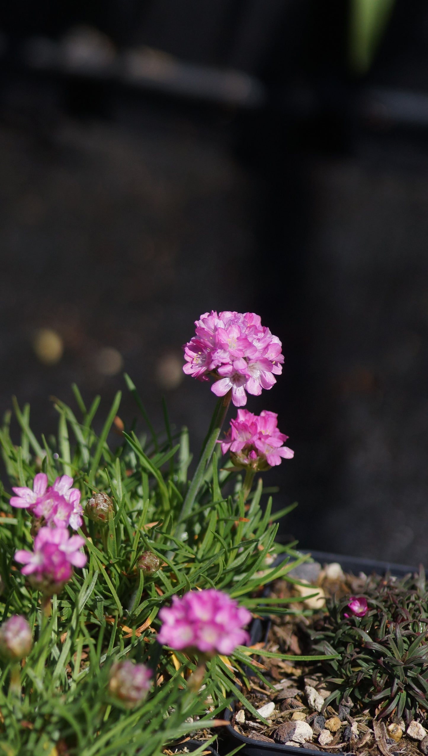 Armeria maritima 'Frühlingszauber' - Grasnelke