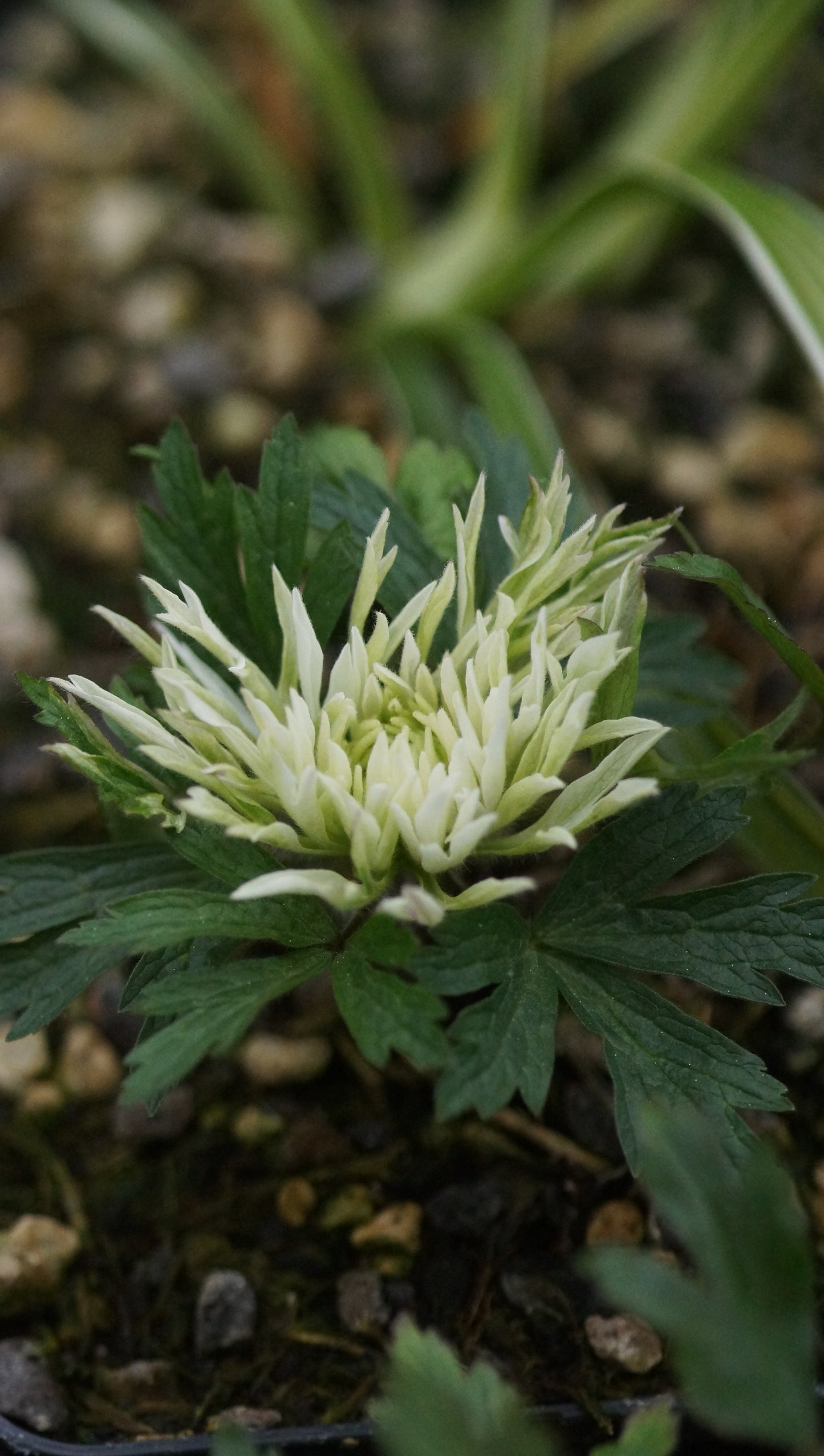 Anemone sylvestris 'Polish Star' - Gefülltes Windröschen