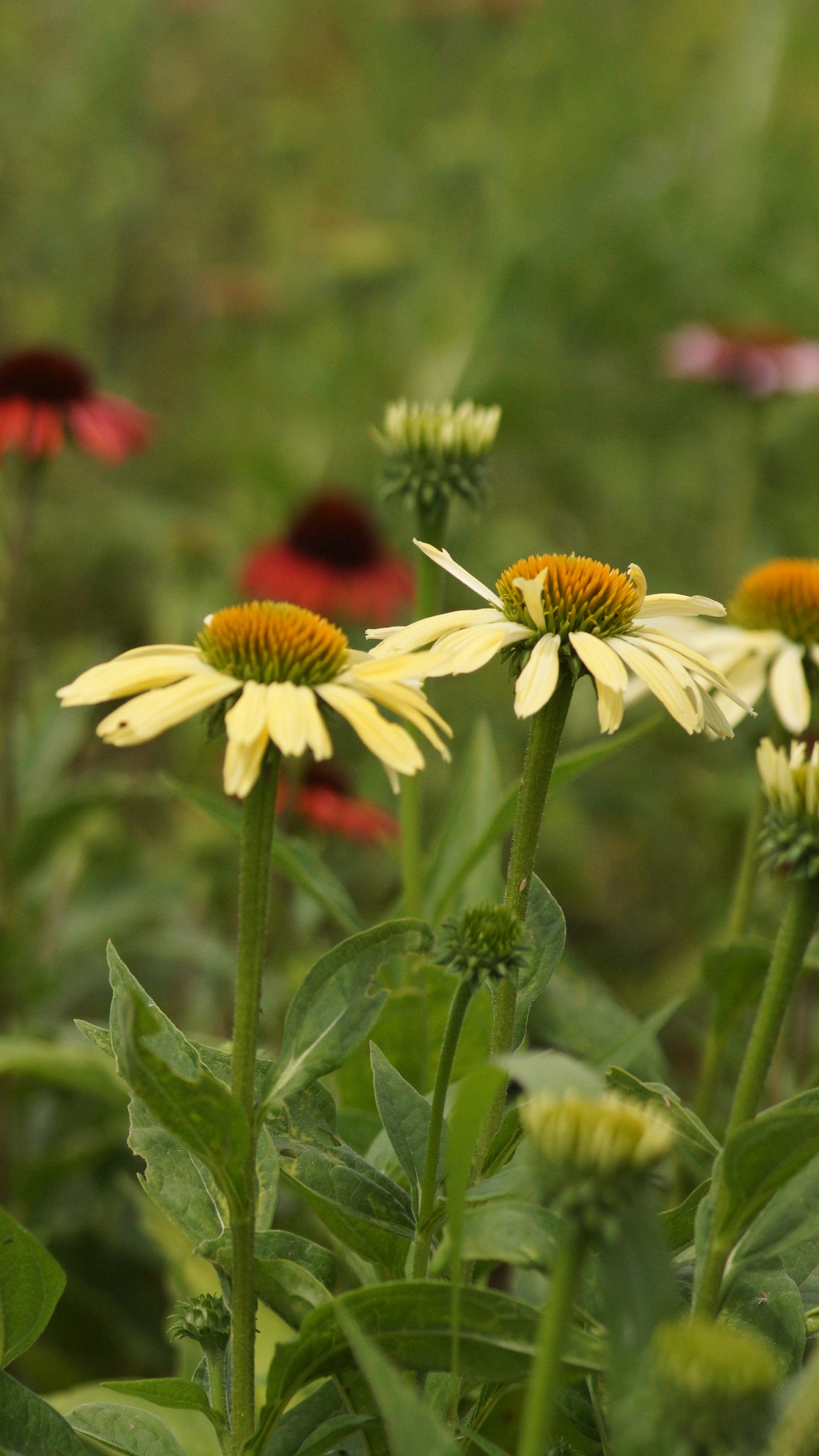 Echinacea purpurea 'Harvest Moon®' - Purpur-Sonnenhut