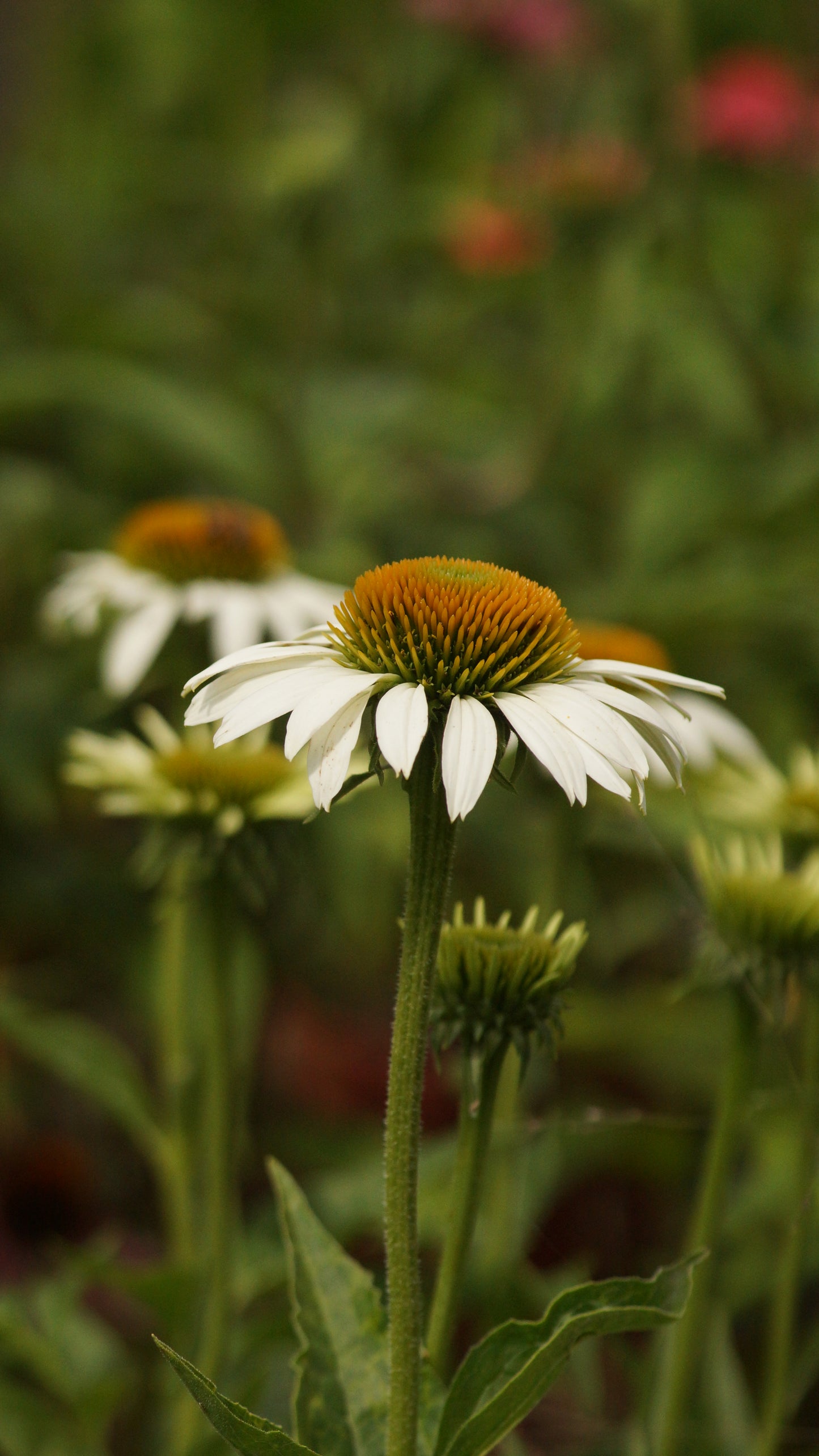 Echinacea purpurea 'Alba' - Purpur-Sonnenhut