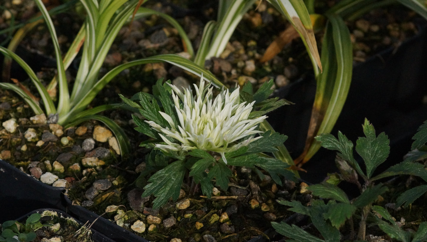 Anemone sylvestris 'Polish Star' - Gefülltes Windröschen