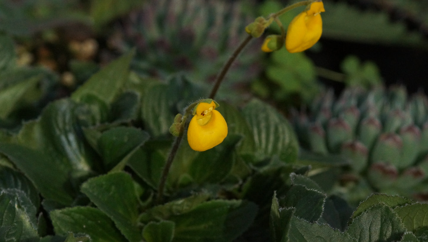 Calceolaria biflora 'Goldcap' - Zweiblütige Pantoffelblume
