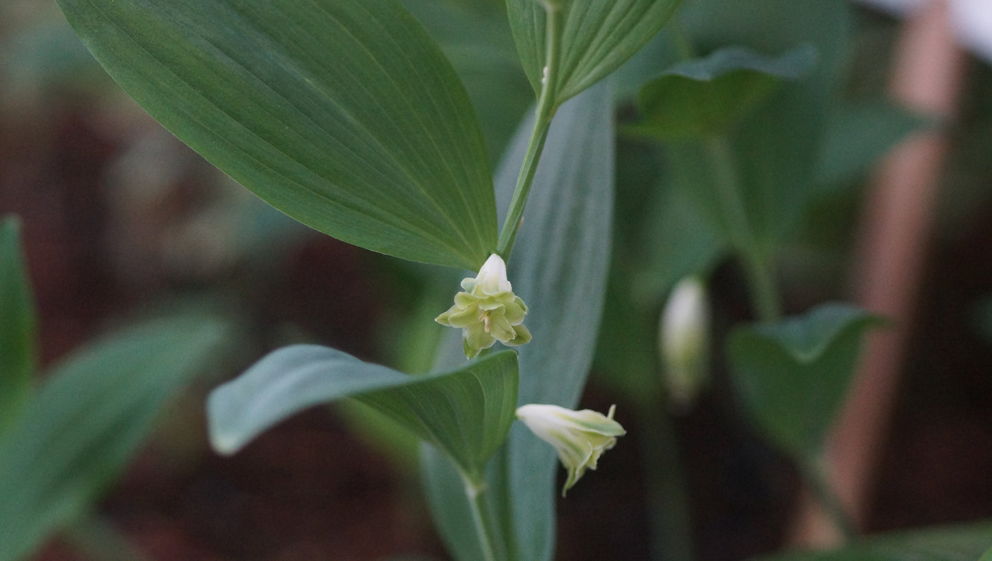 Polygonatum odoratum 'Flore Pleno' - Gefülltblühendes Salomonssiegel