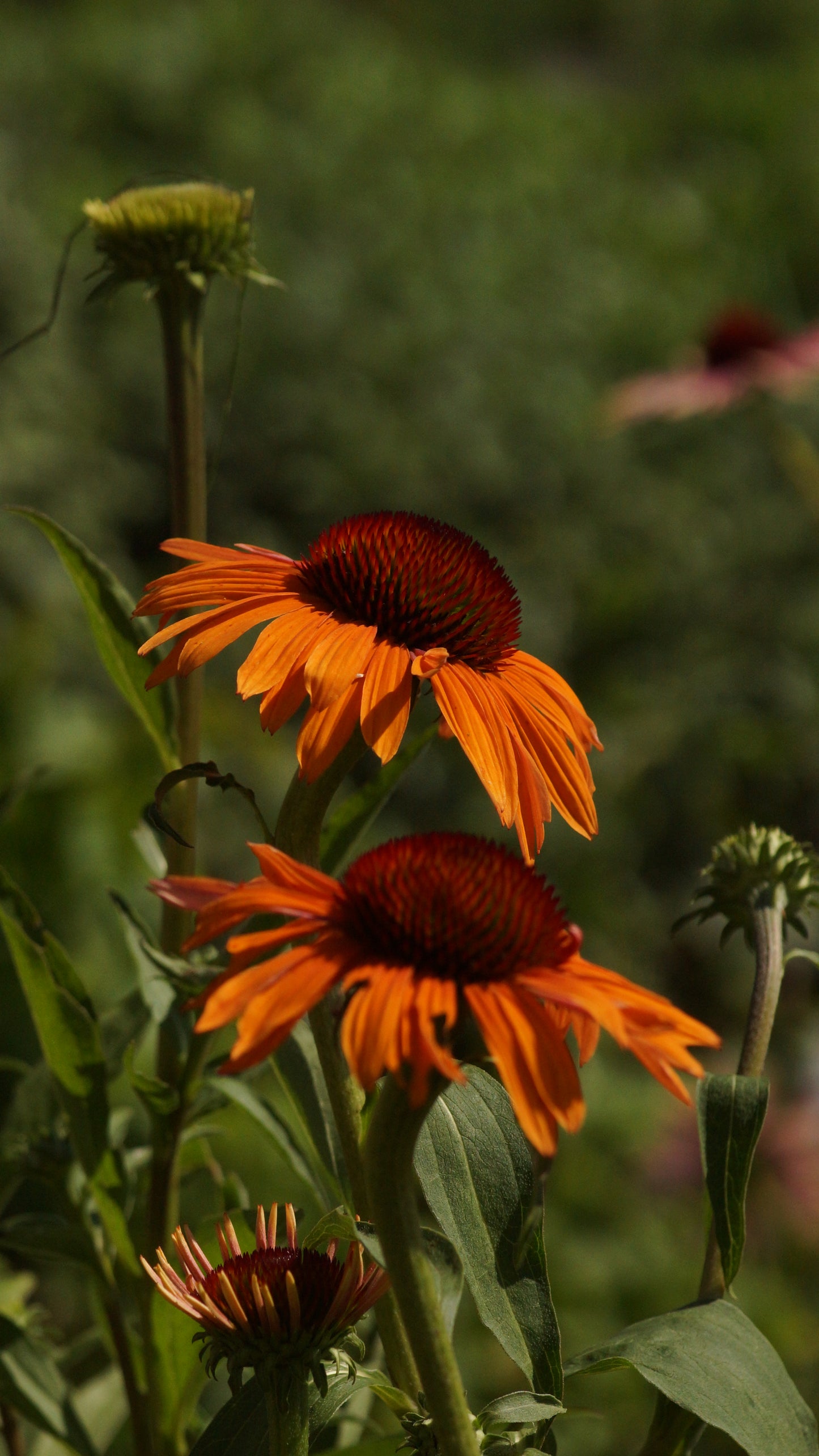 Echinacea purpurea 'Tiki Torch®' - Purpur-Sonnenhut