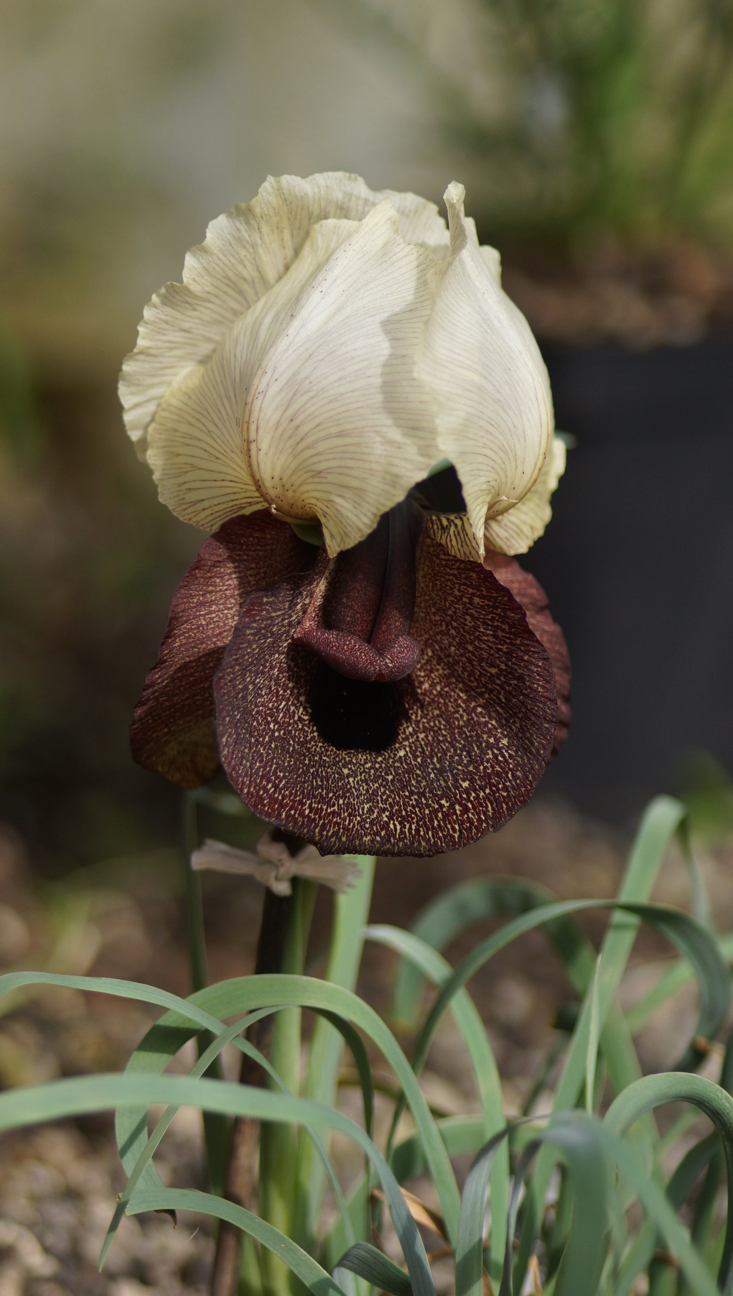 Iris iberica subsp. elegantissima - Oncocyclus-Iris