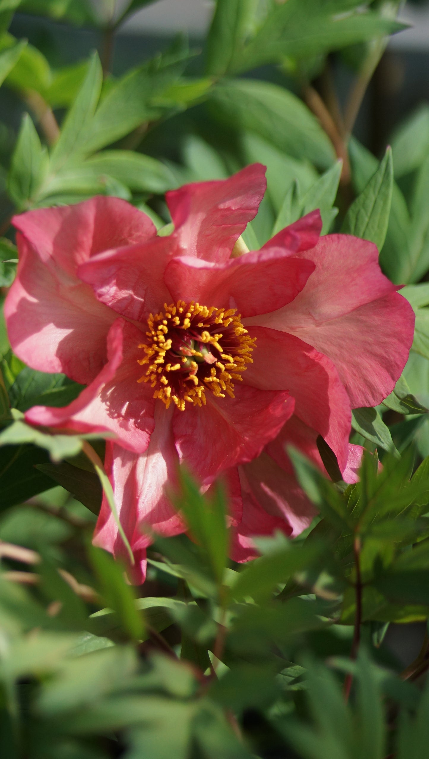 Paeonia Lutea-Hybride 'Renown' - Strauch-Pfingstrose