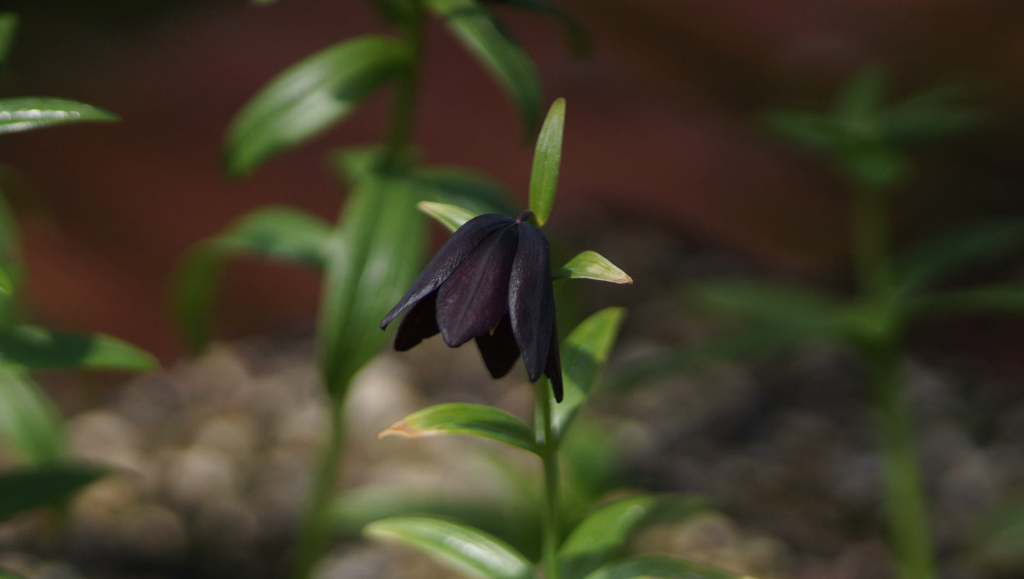 Fritillaria camschatcensis - Schatten-Schachblume