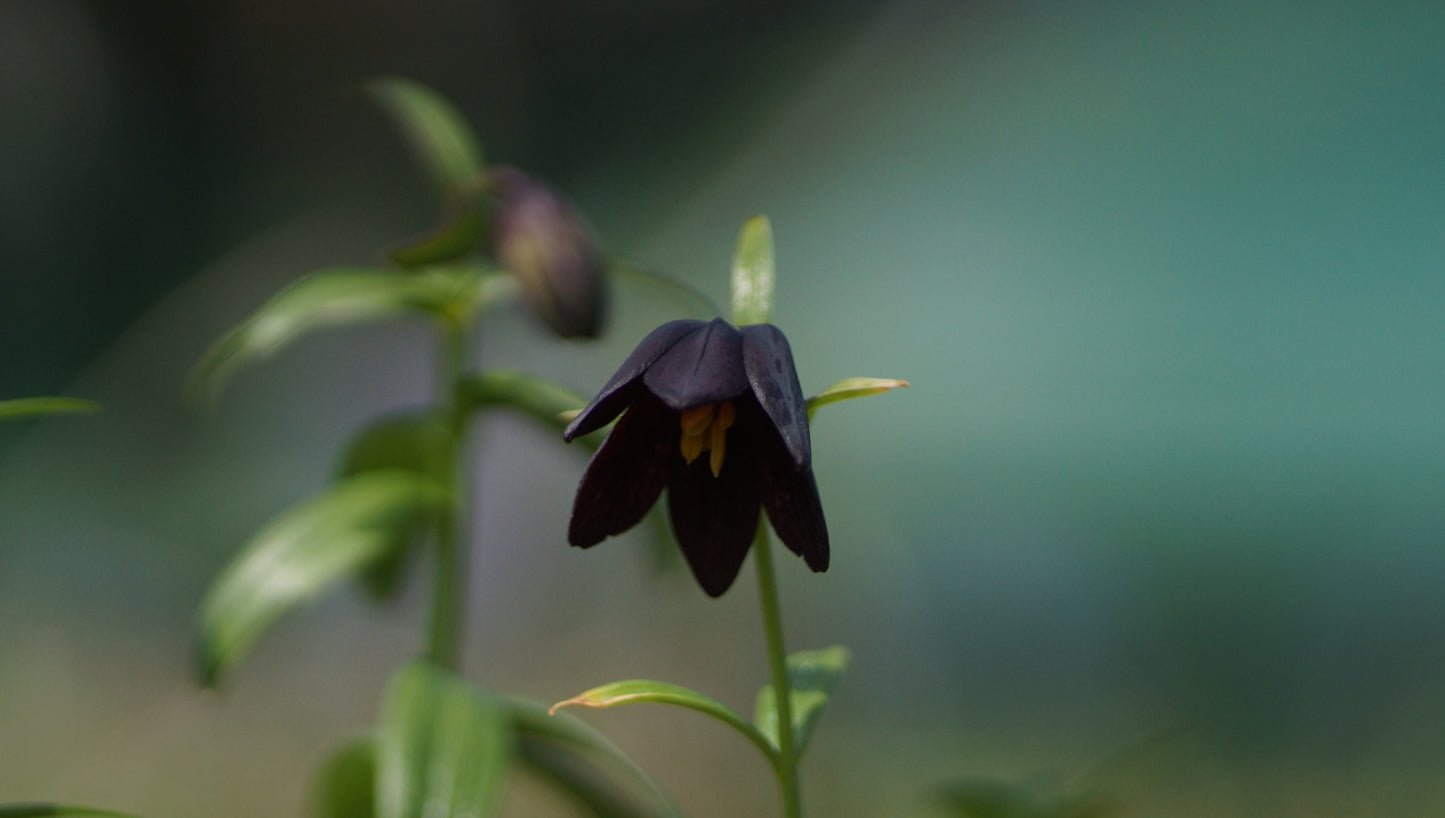 Fritillaria camschatcensis - Schatten-Schachblume