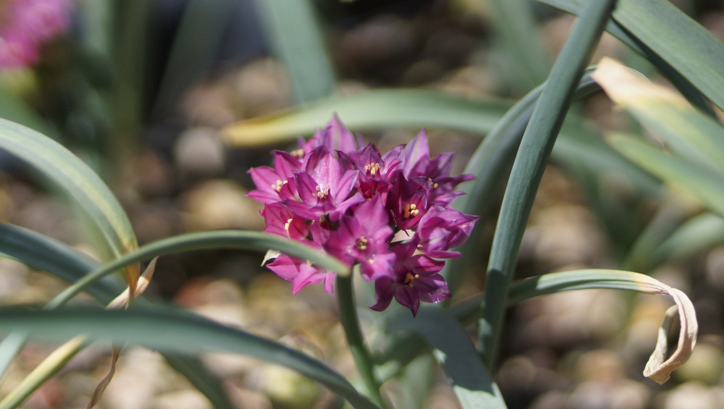 Allium oreophyllum 'Samur' - Zwerg-Rosen-Lauch
