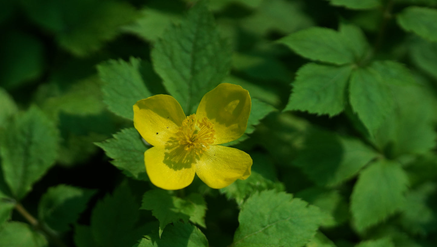 Hylomecon japonicum - Japanischer Waldmohn