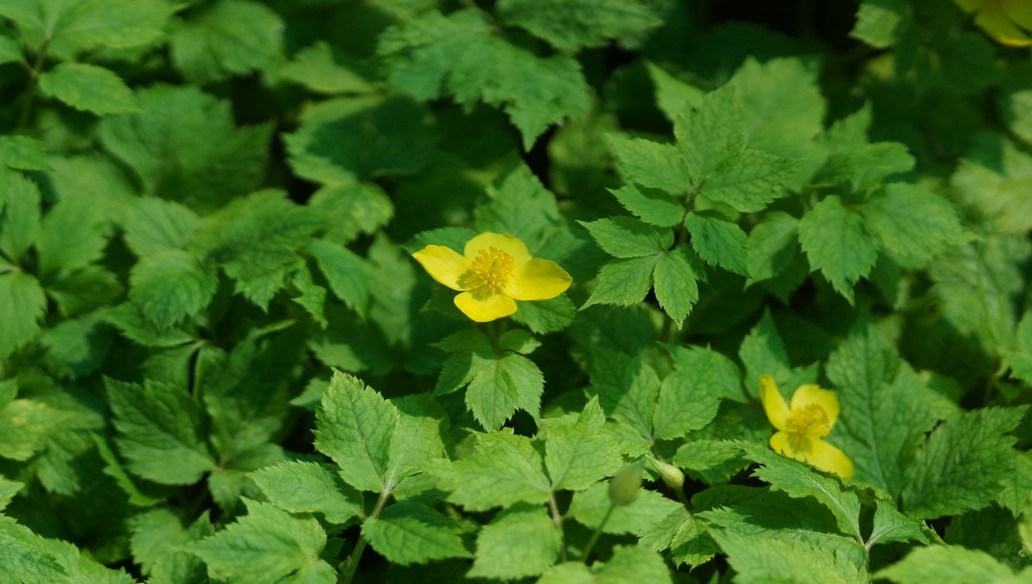 Hylomecon japonicum - Japanischer Waldmohn
