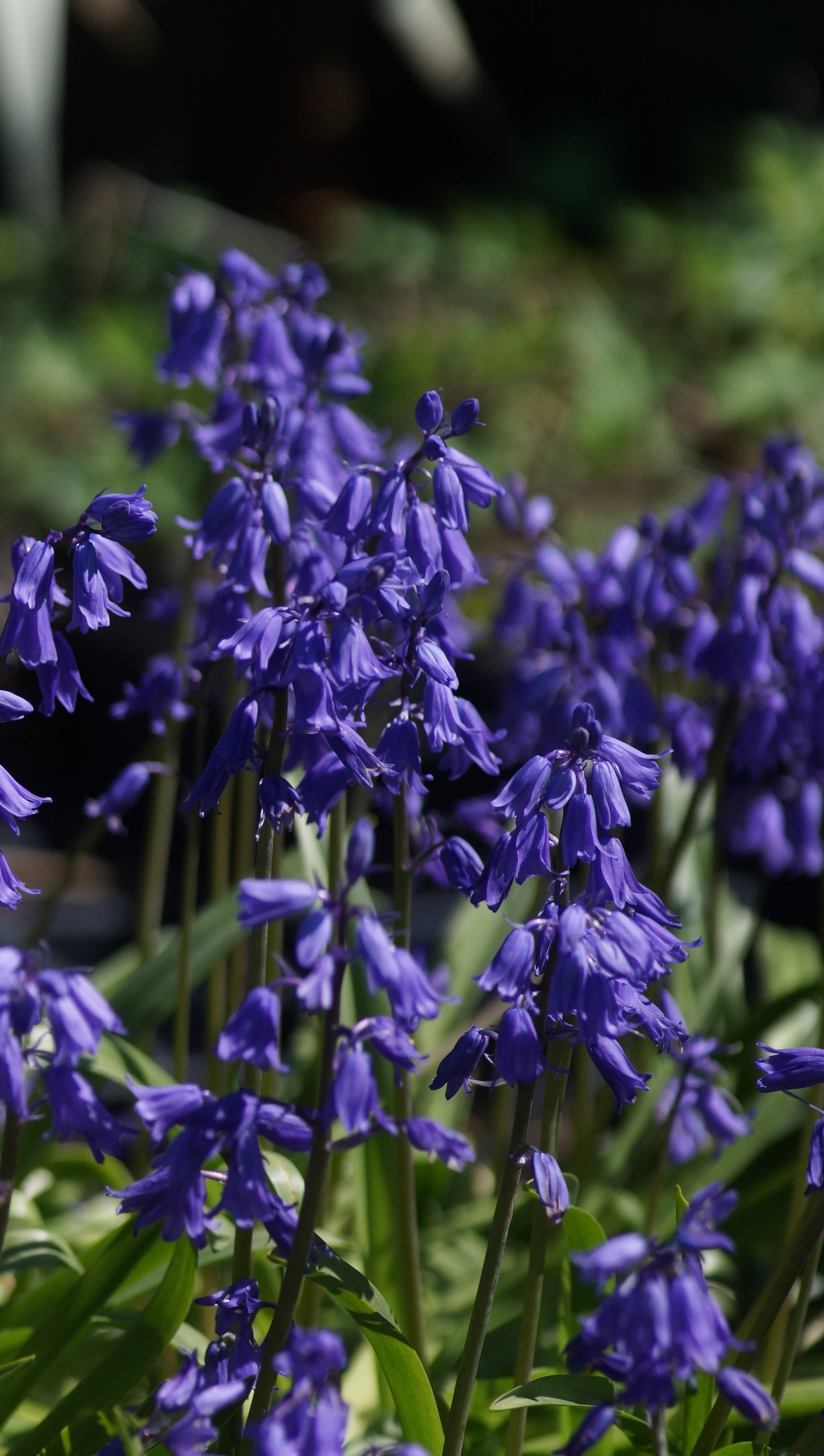Hyacinthoides non-scripta - Englisches Hasenglöckchen
