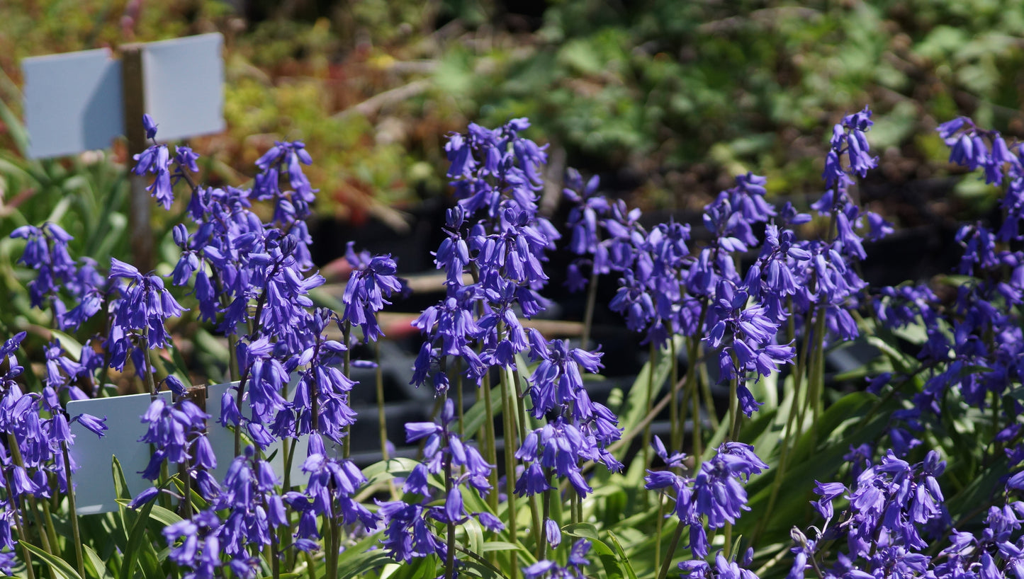 Hyacinthoides hispanica 'Bakkums Blue' - Spanisches Hasenglöckchen