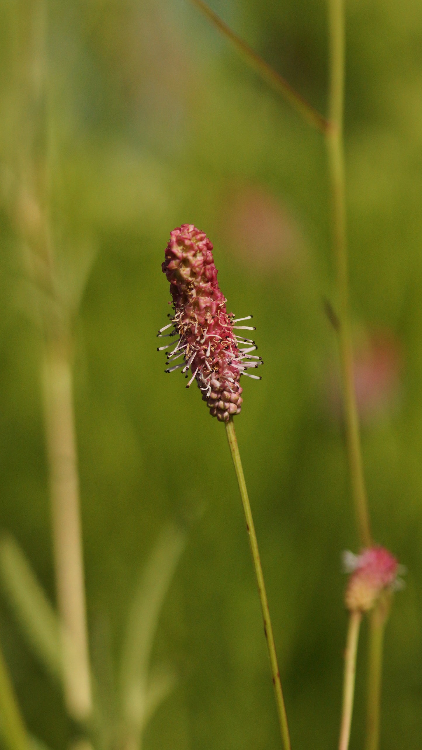 Sanguisorba officinalis 'Pink Tanna' - Grosser Wiesenkonpf
