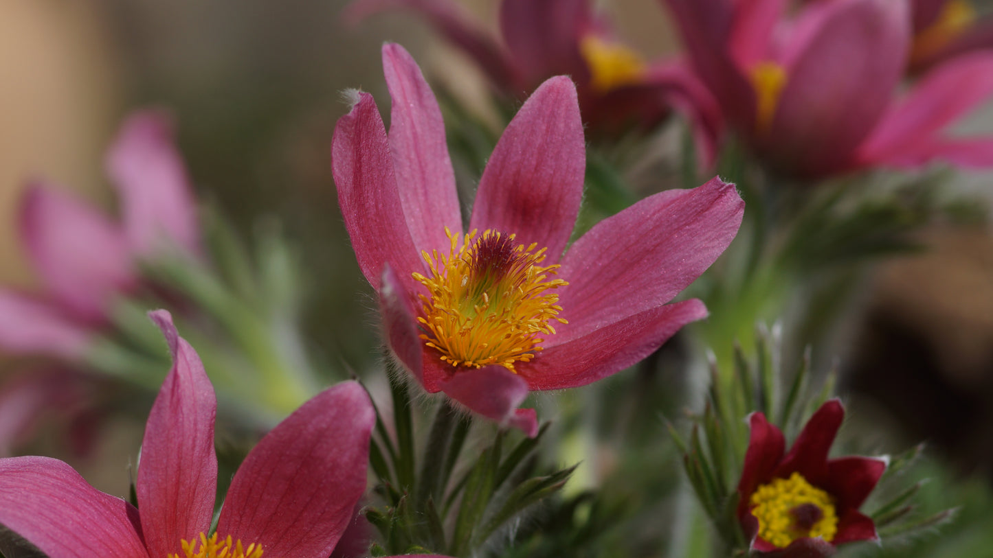 Pulsatilla vulgaris 'Rote Glocke' - Küchenschelle