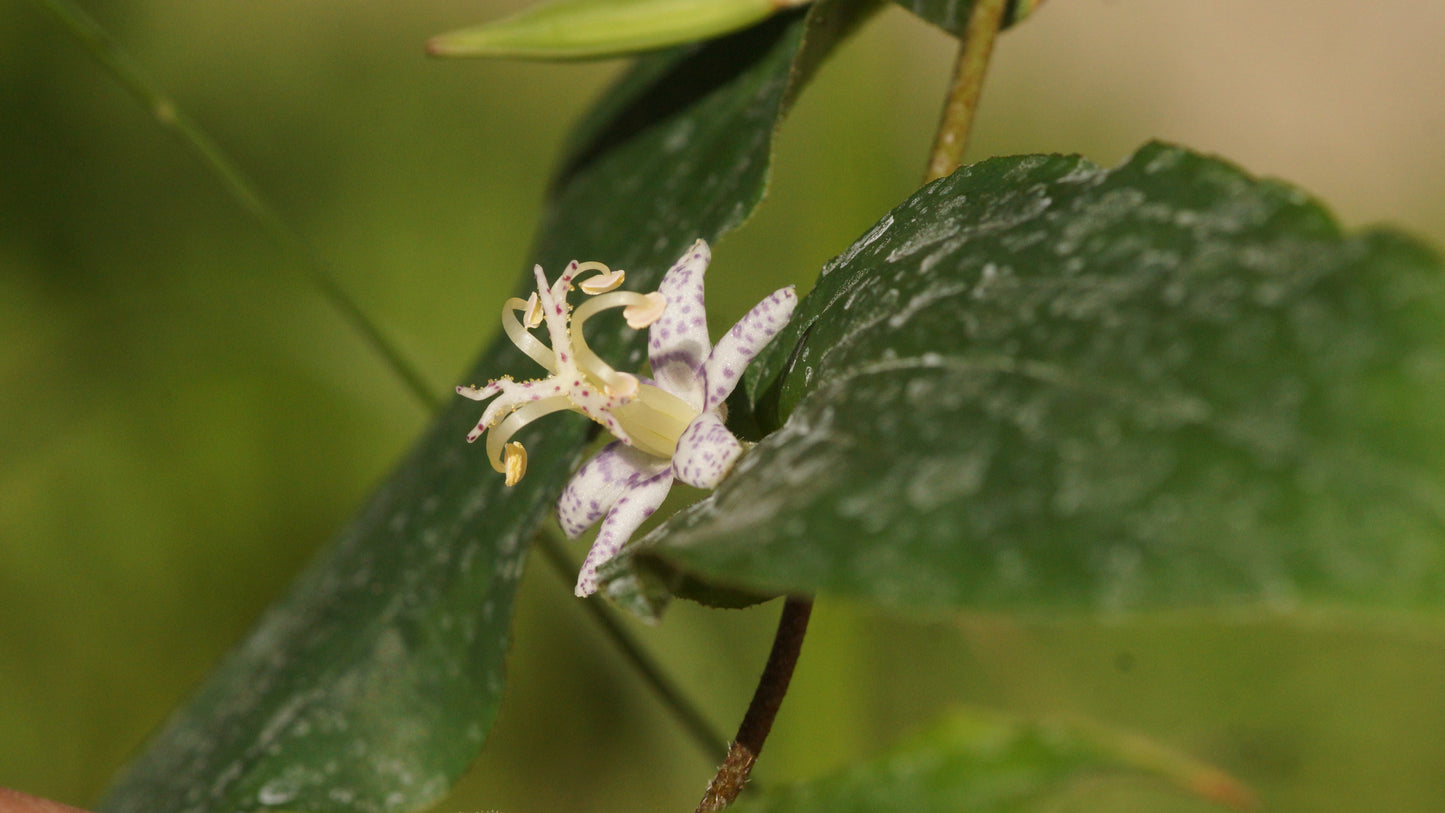Tricyrtis affinis - Krötenlilie