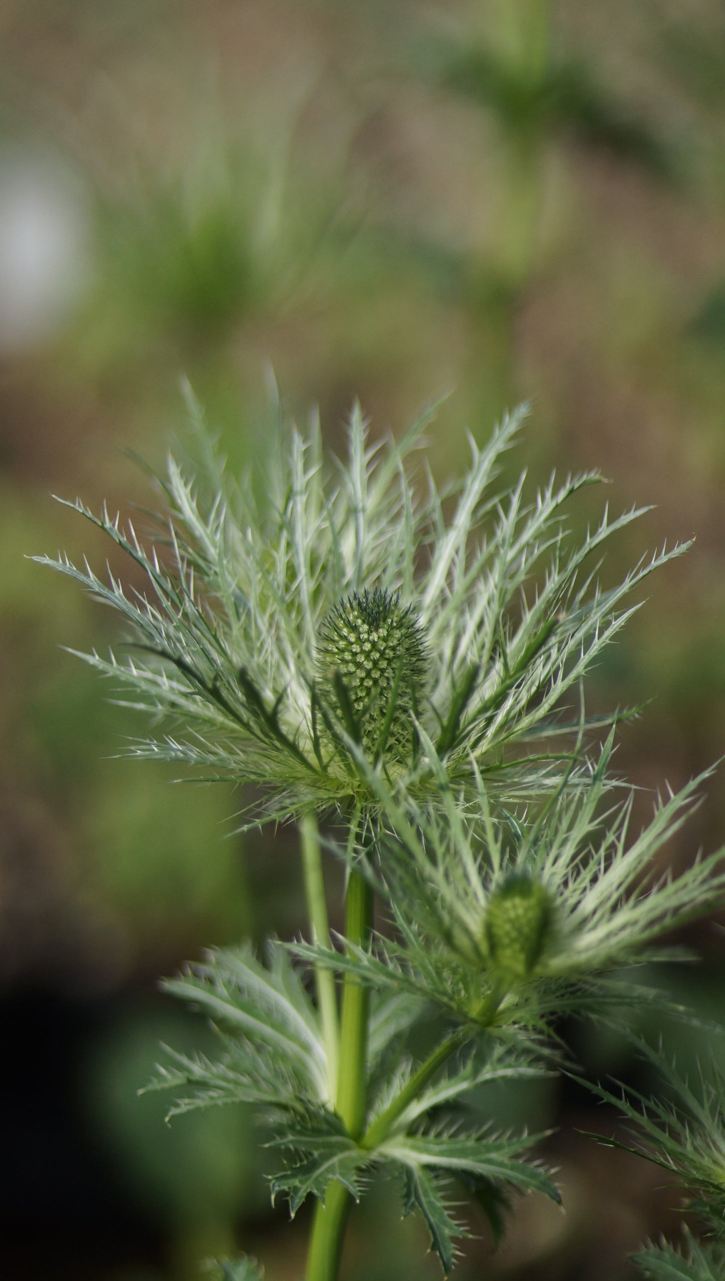 Eryngium alpinum - Alpen-Mannstreu