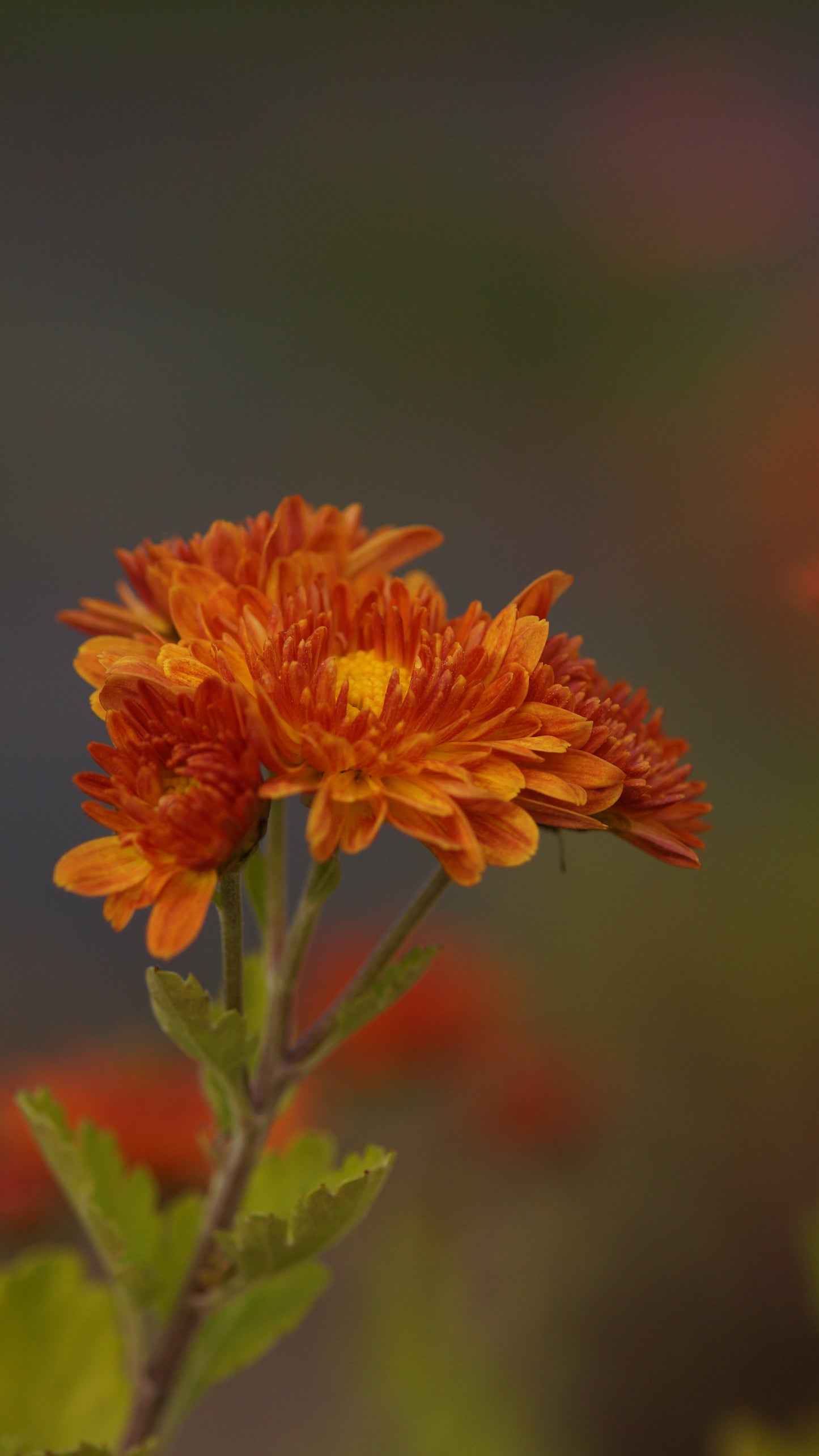 Chrysanthemum Indicum-Hybride 'Vreneli' - Herbst-Chrysantheme