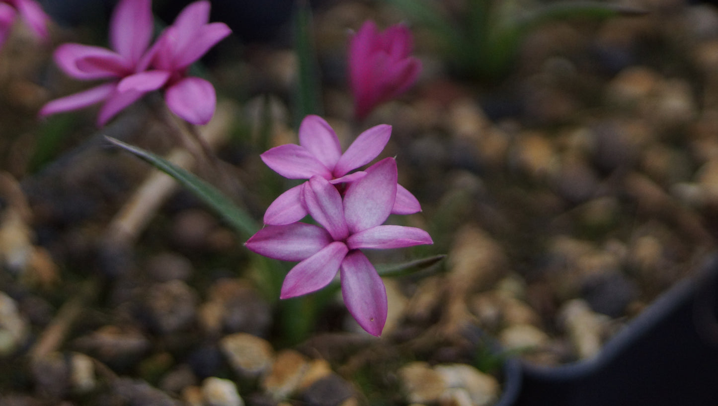 Rhodohypoxis baurii 'Mars'- Grasstern