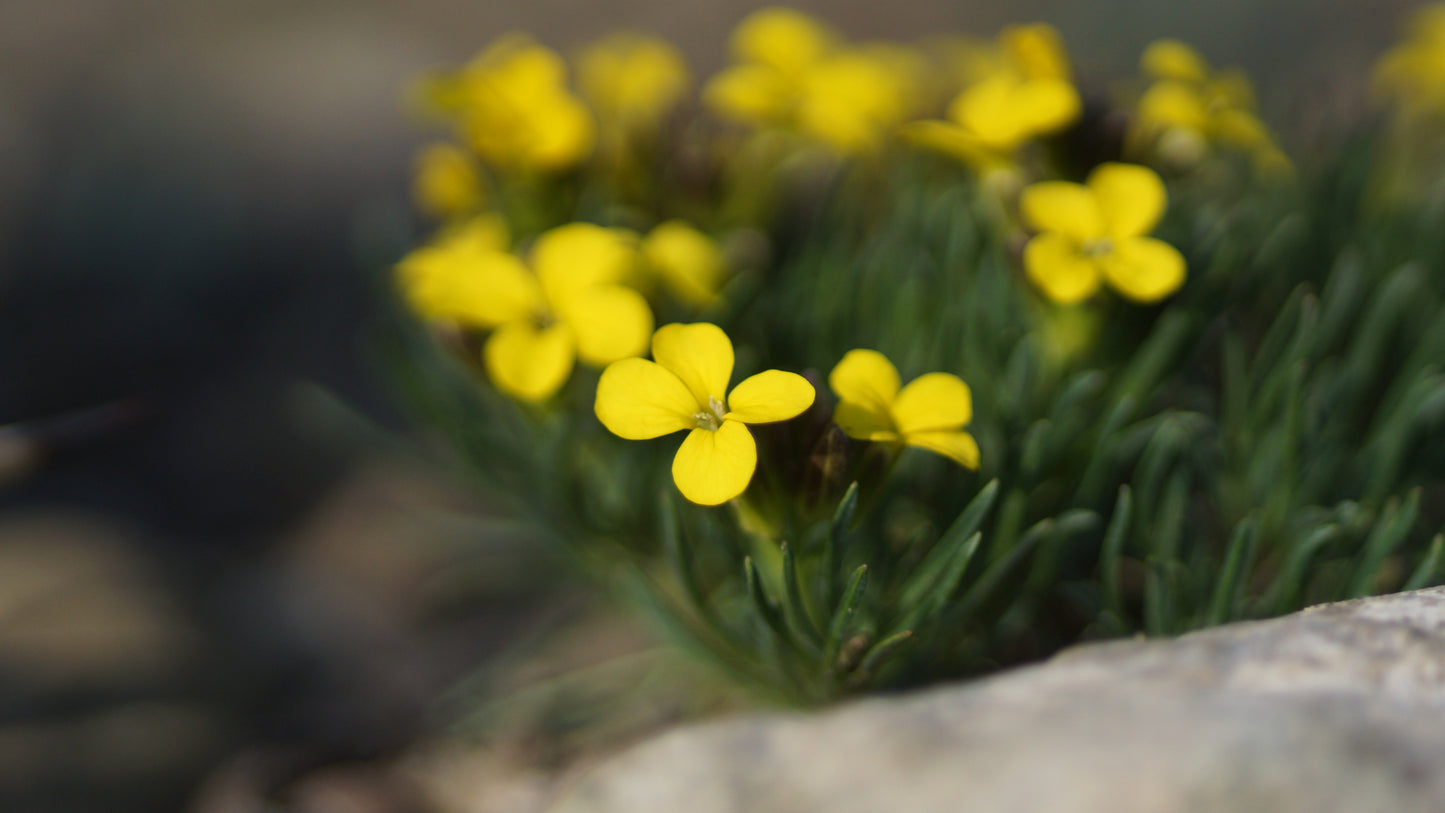 Erysimum kotschyanum - Zwerg-Goldlack
