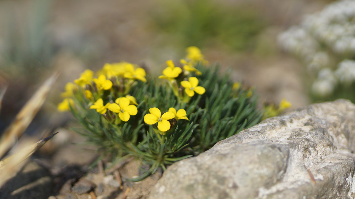 Erysimum kotschyanum - Zwerg-Goldlack