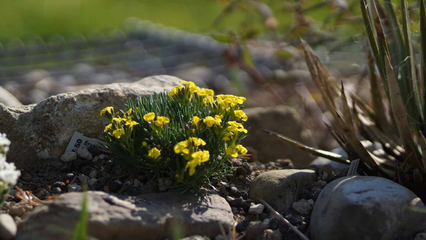 Erysimum kotschyanum - Zwerg-Goldlack